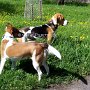 Beagle+Parson_Jack Russell_Terrier1(1)